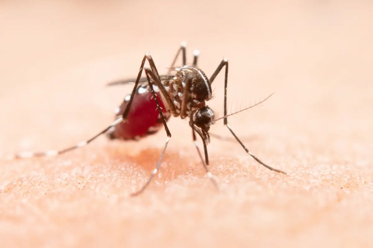 Waspada! 5 Penyakit Berbahaya Akibat Gigitan Nyamuk