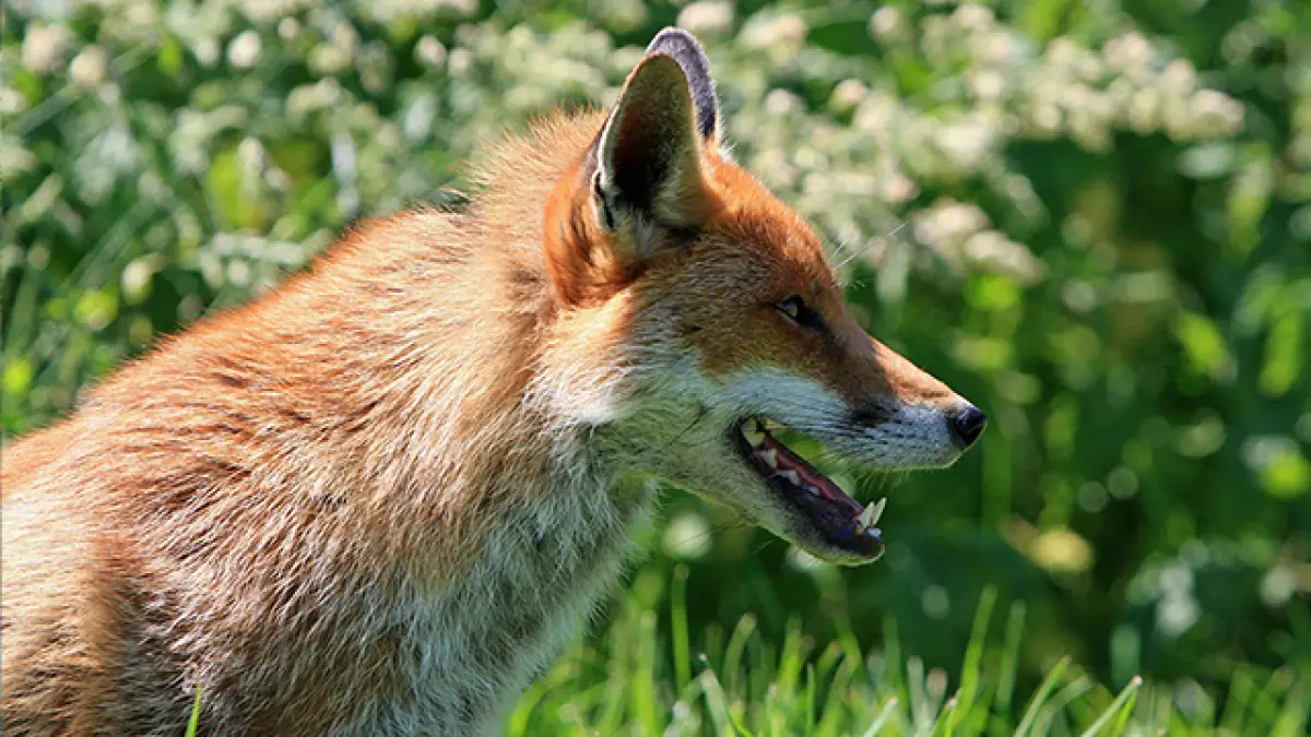2 Ekor Anjing Hutan Ditangkap, Misteri Matinya Puluhan Domba di Cikidang Sukabumi