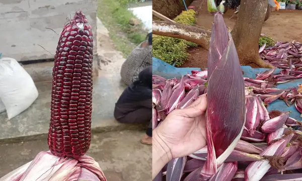 Budidaya Jagung Ketan Ungu di Kecamatan Sukaraja, Kabupaten Sukabumi | Foto : Dok. Petani