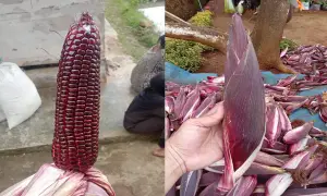 Budidaya Jagung Ketan Ungu di Kecamatan Sukaraja, Kabupaten Sukabumi | Foto : Dok. Petani