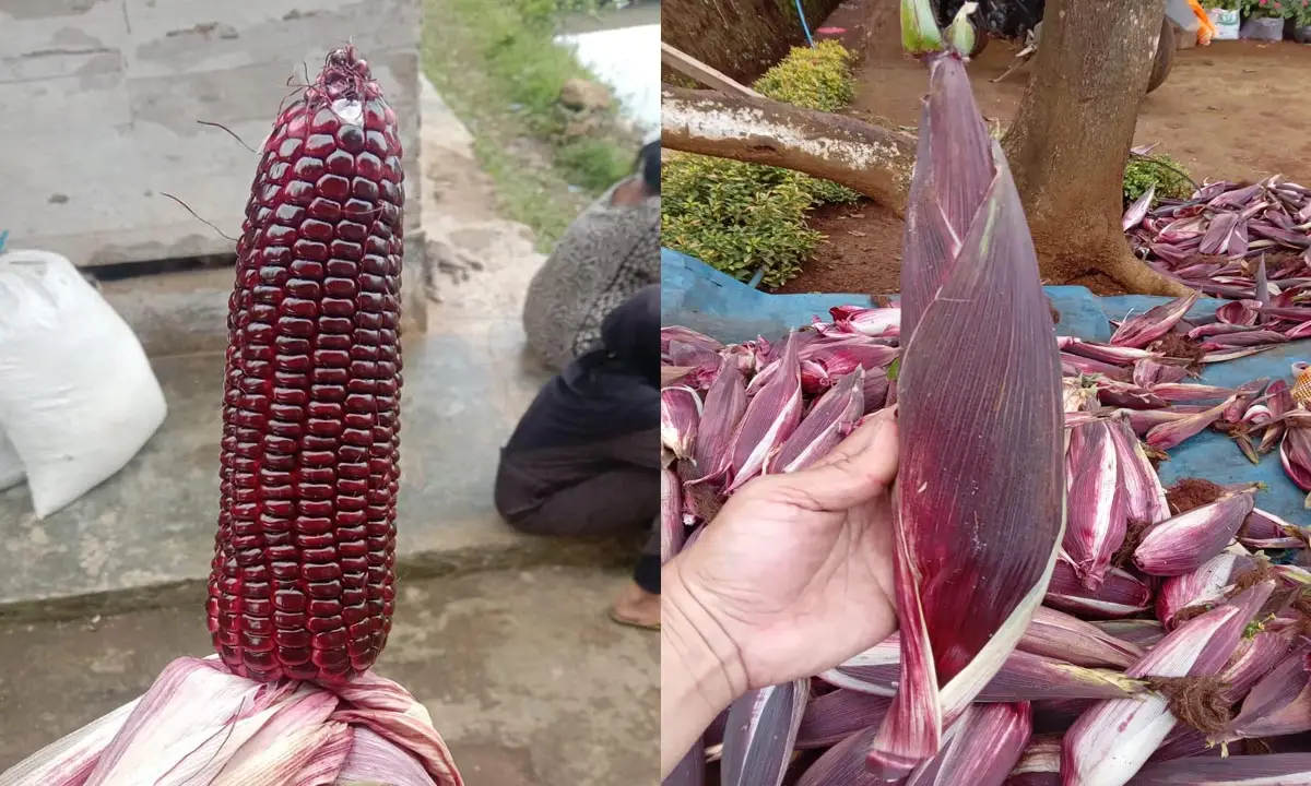 Petani Cireunghas Sukabumi Budidaya Jagung Ketan Ungu, Sebut Punya Khasiat Kesehatan