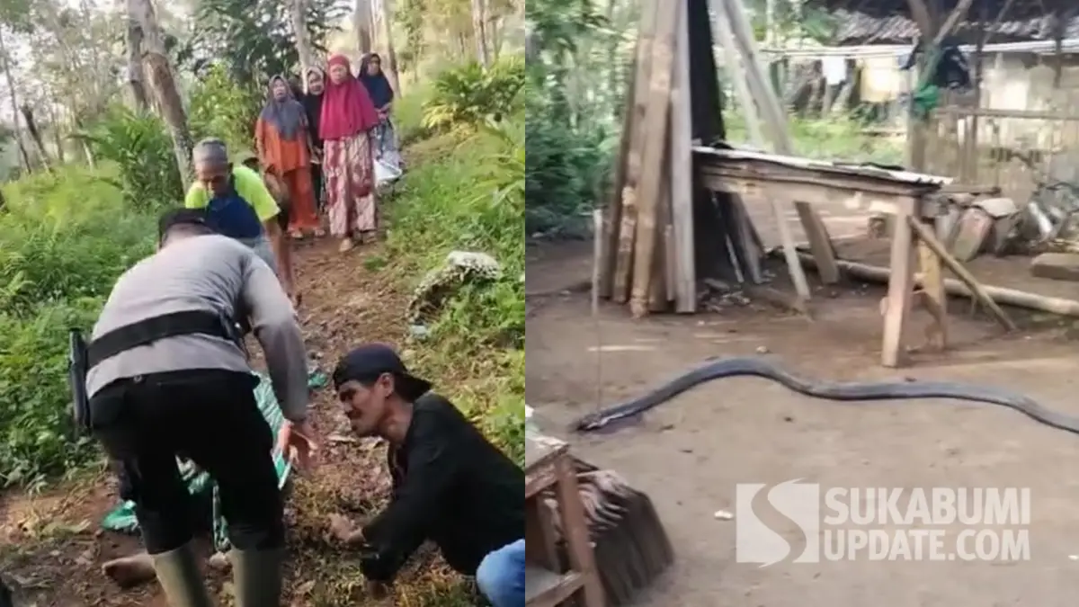 Pawang Ular di Cidadap Sukabumi Ditemukan Tewas Diduga Dipatuk King Kobra 4 Meter