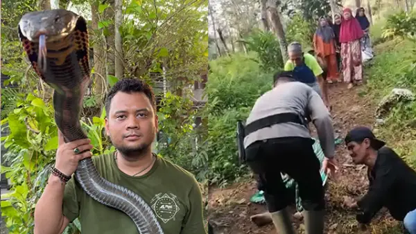 Panji Petualang Beri Tanggapan Terakit Pawang Ular di Cidadap Sukabumi Meninggal Usai Dipatuk King Kobra. (Sumber : Instagram/@panjipetualang_real/Tangkapan layar video amatir warga).