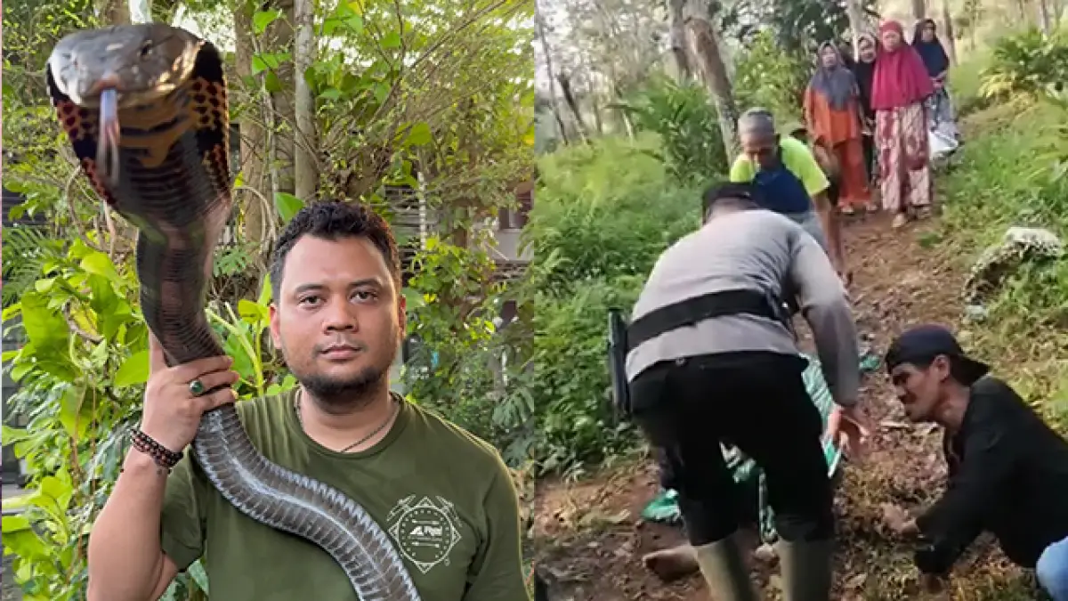 Panji Petualang Buka Suara, Pawang Ular Tewas Dipatuk King Kobra 4 Meter di Sukabumi