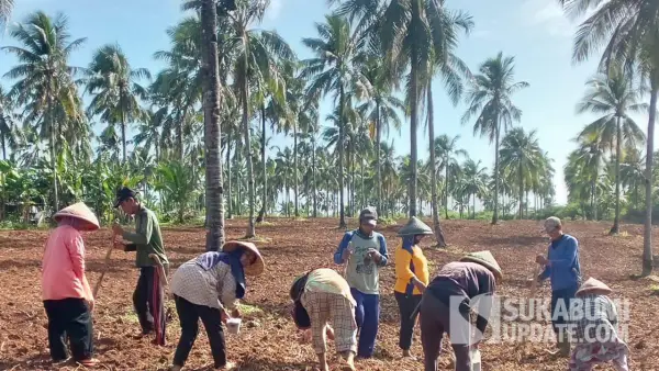 Para petani di Kecamatan Ciracap, Kabupaten Sukabumi. (Sumber: Dok Distan)
