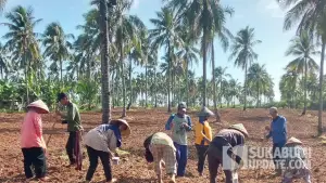 Para petani di Kecamatan Ciracap, Kabupaten Sukabumi. (Sumber: Dok Distan)