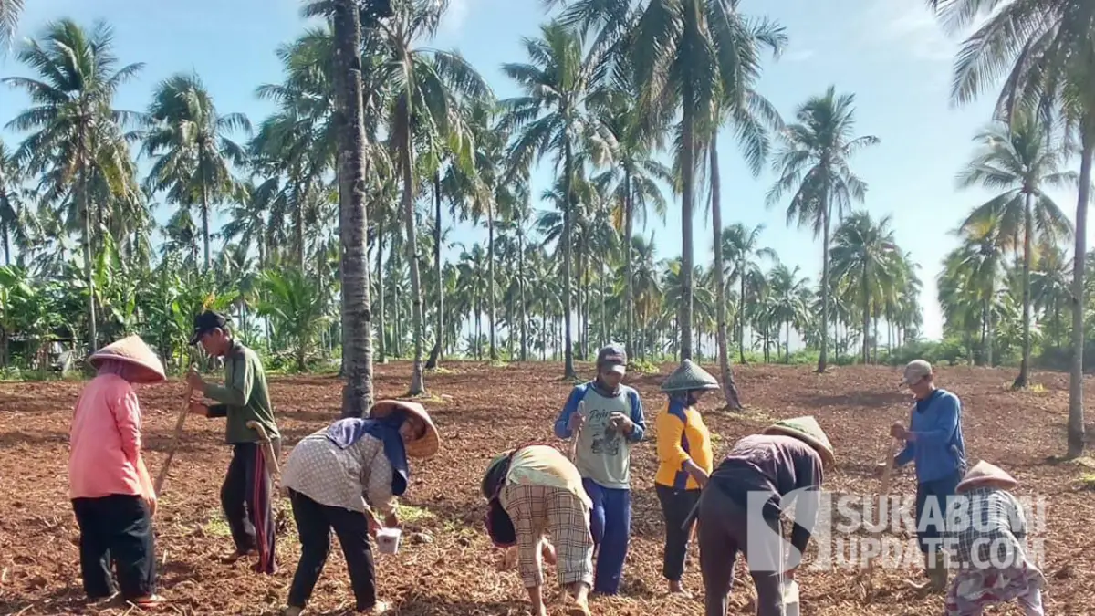 Dinas Pertanian Salurkan Bantuan Benih Padi Gogo untuk Petani Ciracap Sukabumi