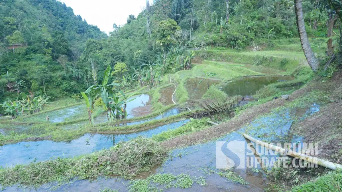 Kondisi sawah tadah hujan di Kasepuhan Ciptamulya.