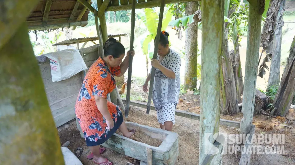 Dua perempuan adat di Kasepuhan Ciptamulya tengah nutu pare di lisung.