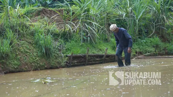 Potret Ki Udar, petani adat Kasepuhan Ciptamulya di sawahnya yang masih tergenang air di Desa Sirnaresmi, Kecamatan Cisolok, Kabupaten Sukabumi. (Sumber Foto: Dok. SU)