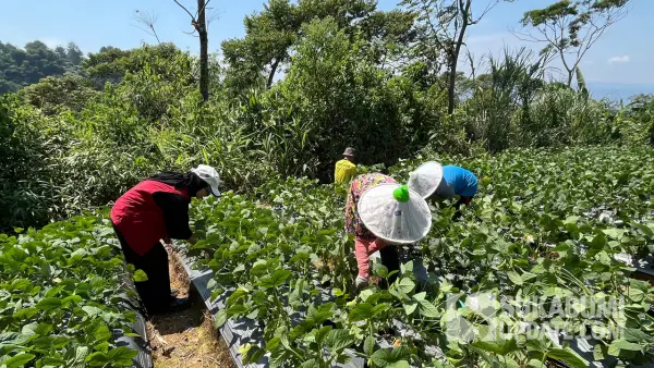 Gen Z Sukabumi saat memanen Edamame di Kadudampit. (Sumber: SU/Turangga Anom)