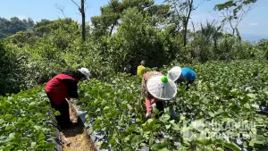 Gen Z Sukabumi saat memanen Edamame di Kadudampit. (Sumber: SU/Turangga Anom)
