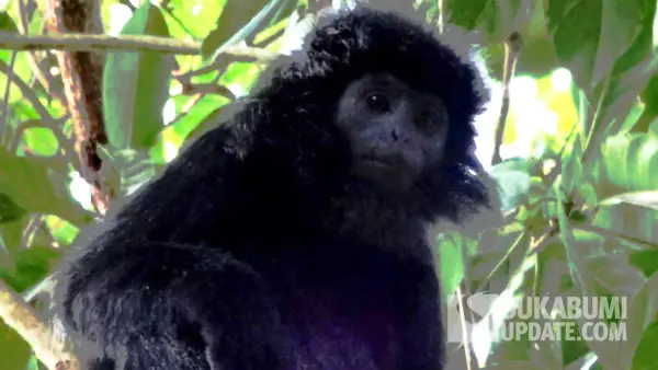 lutung jawa (Trachypithecus Auratus) (Sumber: dok bksda)