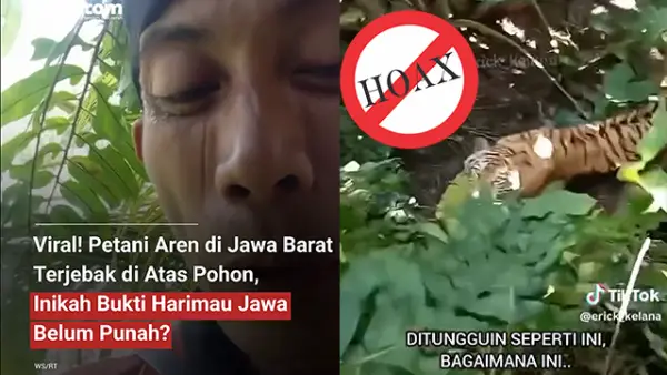 Screenshot  video viral Petani di Sukabumi yang diganggu oleh seekor harimau. (Sumber : TikTok/X/Instagram).