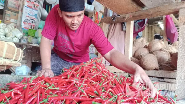 Pedagang cabai di Pasar Semi Modern Palabuhanratu, Kabupaten Sukabumi, menata cabai merah yang harganya melonjak hingga Rp70 ribu per kilogram,  Rabu (15/10/2025). | Foto : Ilyas Supendi