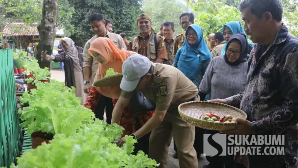Sekda Ade Suryaman saat panen Selada organik di Desa Gunungguruh Sukabumi. (Sumber: SU/Ilyas Supendi)