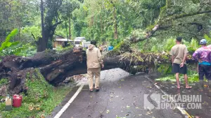 Pohon Juwar tumbang melintangi Jalan Bagbagan-Kiara Dua Sukabumi. Rabu (15/10/2025). (Sumber: P2BK Simpenan)
