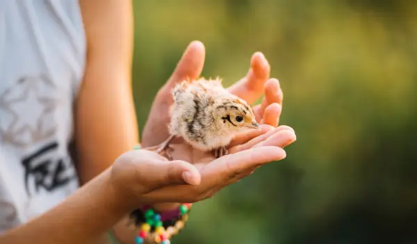 Anak Ayam disebut ciak, Lucu dan Unik: 30 Nama Anak Hewan dalam Bahasa Sunda yang Jarang Diketahui (Sumber : Freepik)