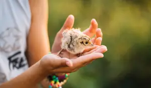 Anak Ayam disebut ciak, Lucu dan Unik: 30 Nama Anak Hewan dalam Bahasa Sunda yang Jarang Diketahui (Sumber : Freepik)