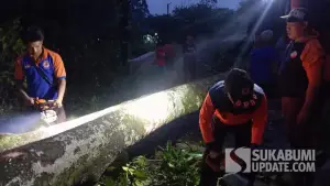 Petugas BPBD Kota Sukabumi saat evakuasi pohon tumbang. Kamis (16/10/2025). (Sumber: Dok BPBD)