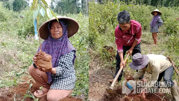 Penanaman pohon buah di kawasan hutan Hanjuang Barat, Ciletuh Sukabumi. (Sumber : Dok Warga)