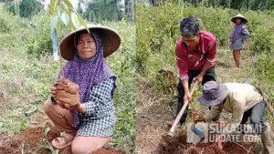 Penanaman pohon buah di kawasan hutan Hanjuang Barat, Ciletuh Sukabumi. (Sumber : Dok Warga)