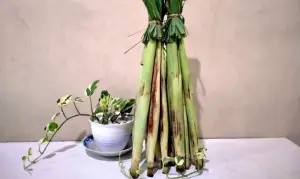 Sayuran Terubuk, 10 Manfaat Terubuk untuk Kesehatan: Sayuran Lokal yang Kaya Khasiat (Sumber : Instagram/@peyutgembul)