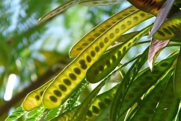 Petai Cina, Manfaat Petai Cina untuk Kesehatan: Dari Menurunkan Gula Darah hingga Menjaga Jantung (Sumber : pixabay)