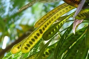 Petai Cina, Manfaat Petai Cina untuk Kesehatan: Dari Menurunkan Gula Darah hingga Menjaga Jantung (Sumber : pixabay)