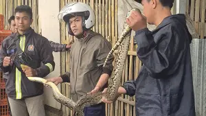 Damkar Pos Sukaraja saat mengevakuasi seekor ular sanca batik sepanjang sekitar tiga meter, Kamis (23/10/2025). (Sumber : Dok Warga).