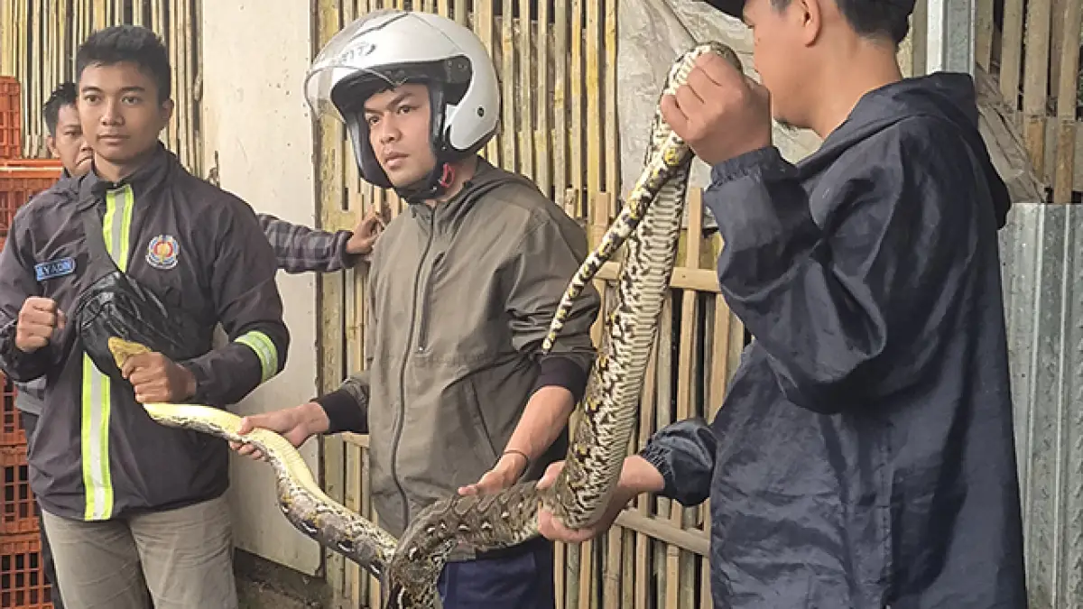Masuk Kandang Ayam di Sukaraja Sukabumi, Ular Sanca Batik 3 Meter Dievakuasi Damkar