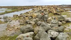 Perusakan karang oleh perusahaan tambak udang di pantai Minajaya, Kabupaten Sukabumi | Foto : Ragil Gilang