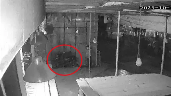 Motor warga Cidadap Sukabumi raib saat diparkir di depan ruko di Parakansalak. Aksi pencurian terekam CCTV dini hari. (Sumber : Istimewa.).