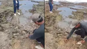 Tangkapan layar video yang memperlihatkan dua pekerja membongkar karang di Pantai Cimandala, Surade Sukabumi. (Sumber Foto: Istimewa)