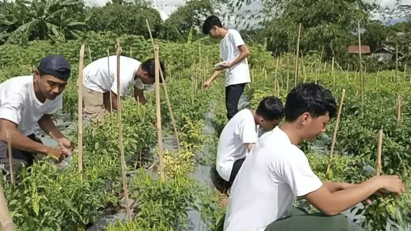 Lima milenial Sukabumi saat panen cabai. (Sumber : Dok: Warga)