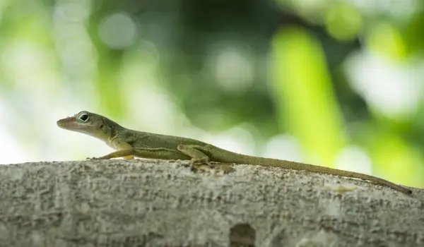 Ilustrasi Cakcak Bodas, Babasan Sunda yang Menggunakan Hewan sebagai Perumpamaan (Sumber : Freepik/@wirestock)