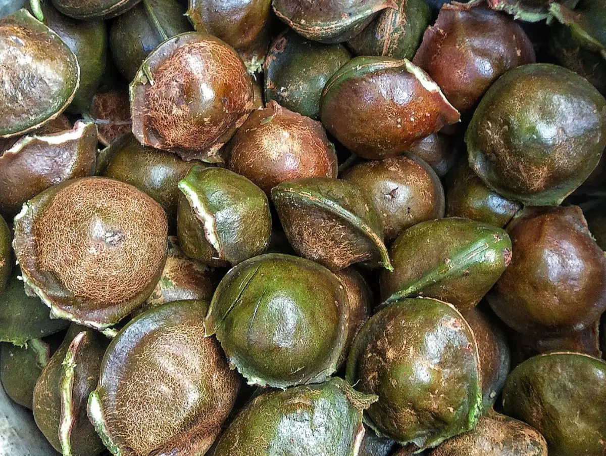 Jengkol baru panen dari pohon