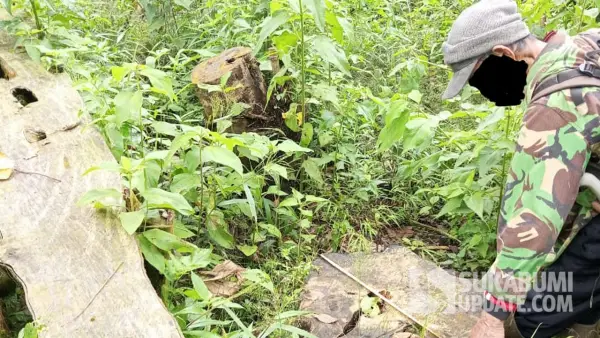 Pembalakkan liar di Cidahu, Kabupaten Sukabumi. (Sumber: Dok : Warga)