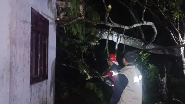 Dua pohon yang menimpa rumah warga Cikembar saat dievakuasi oleh BPBD Kabupaten Sukabumi.  Minggu (2/11/2025). (Sumber : Dok BPBD)