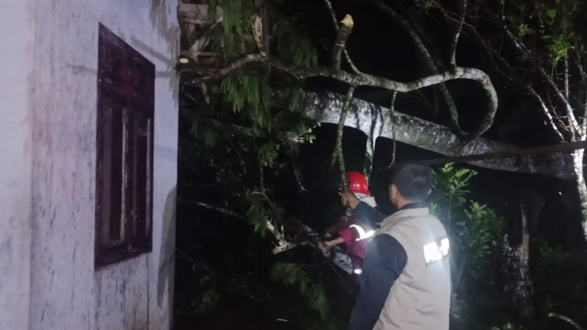 BPBD Sukabumi Evakuasi 2 Pohon Tumbang Menimpa Rumah Warga di Cikembar