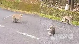 Potret Kawanan Monyet Ekor Panjang yang Turun ke Jalan di Jalur Wisata Geopark Ciletuh Sukabumi. (Sumber : SU/Ragil Gilang).