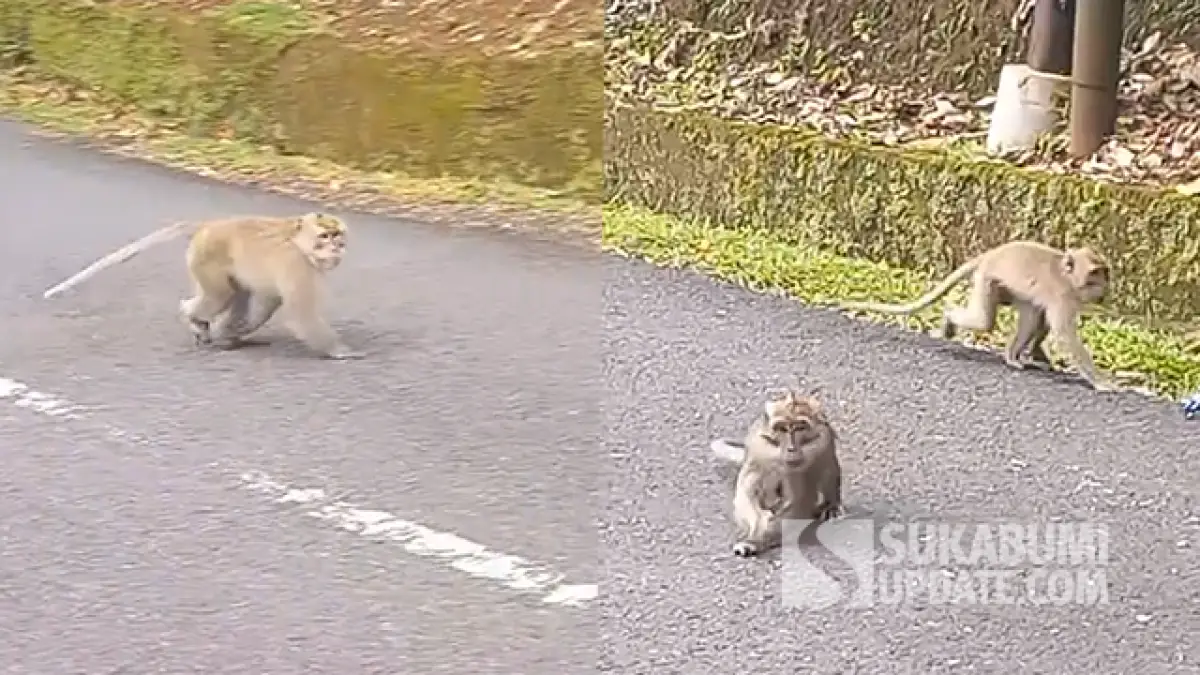 Monyet Ekor Panjang Turun ke Jalan, Jadi Daya Tarik di Geopark Ciletuh Sukabumi