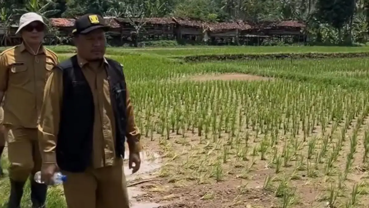 Distan Sukabumi Monitoring Dampak Banjir Bandang di Cisolok dan Cikakak, Enam Hektare Sawah Rusak