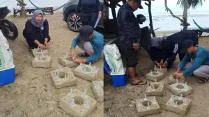 Proses transplantasi terumbu karang di pantai Minajaya, Kabupaten Sukabumi | Foto : Dok. warga