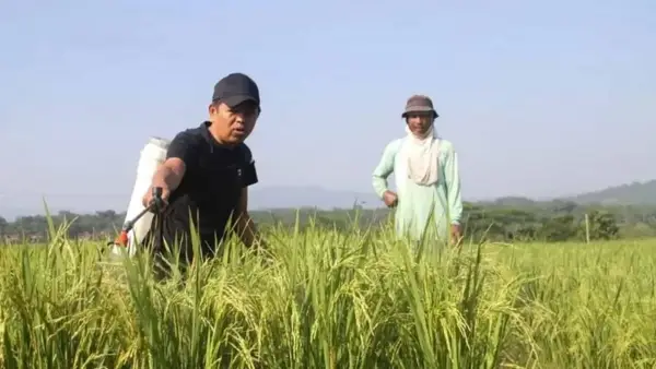 Dedi Mulyadi saat menyemprot padi bersama petani. (Sumber Foto: Instagram @dedimulyadi71)