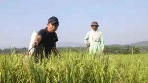 Dedi Mulyadi saat menyemprot padi bersama petani. (Sumber Foto: Instagram @dedimulyadi71)