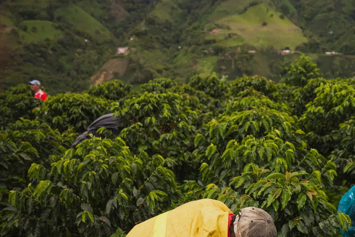 Sukabumi diberkati untuk menumbuhkan dua jenis kopi utama yang masing-masing memiliki karakter kuat: Arabika dan Robusta.