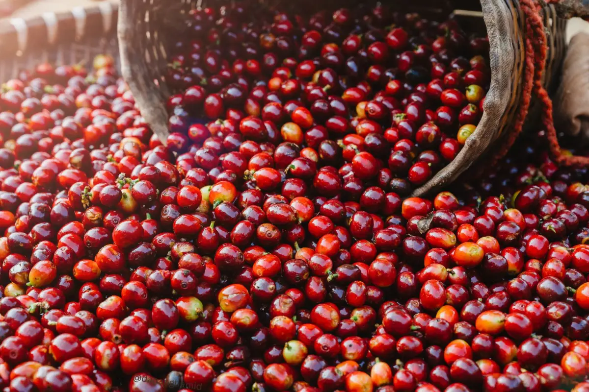 Sektor agroindustri berbasis kopi mulai diperhatikan serius oleh Pemda setempat.