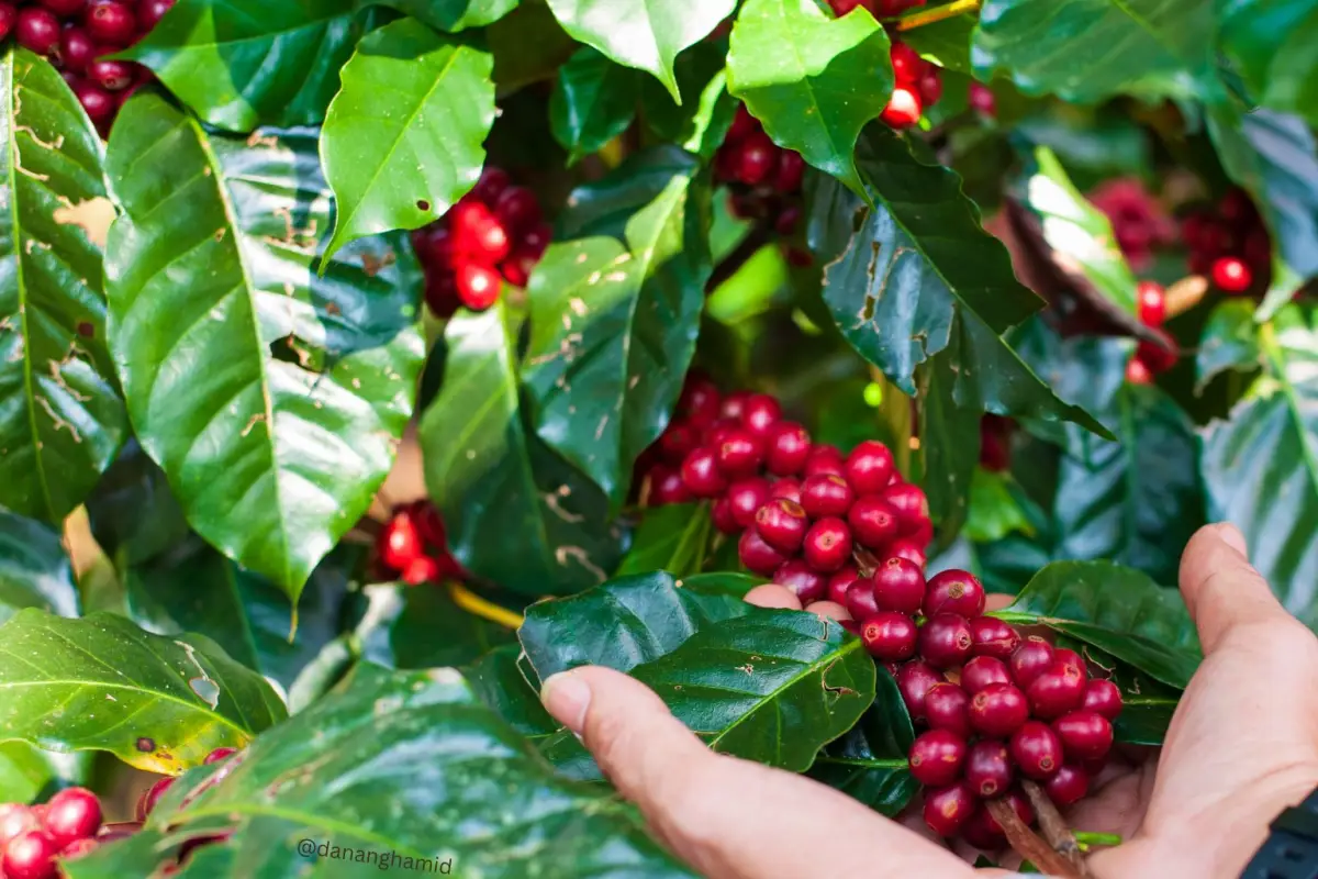 Petani-petani lokal, Sukabumi tersebar di sentra-sentra kopi seperti Gegerbitung, Kabandungan, Kadudampit, dan Sukaraja