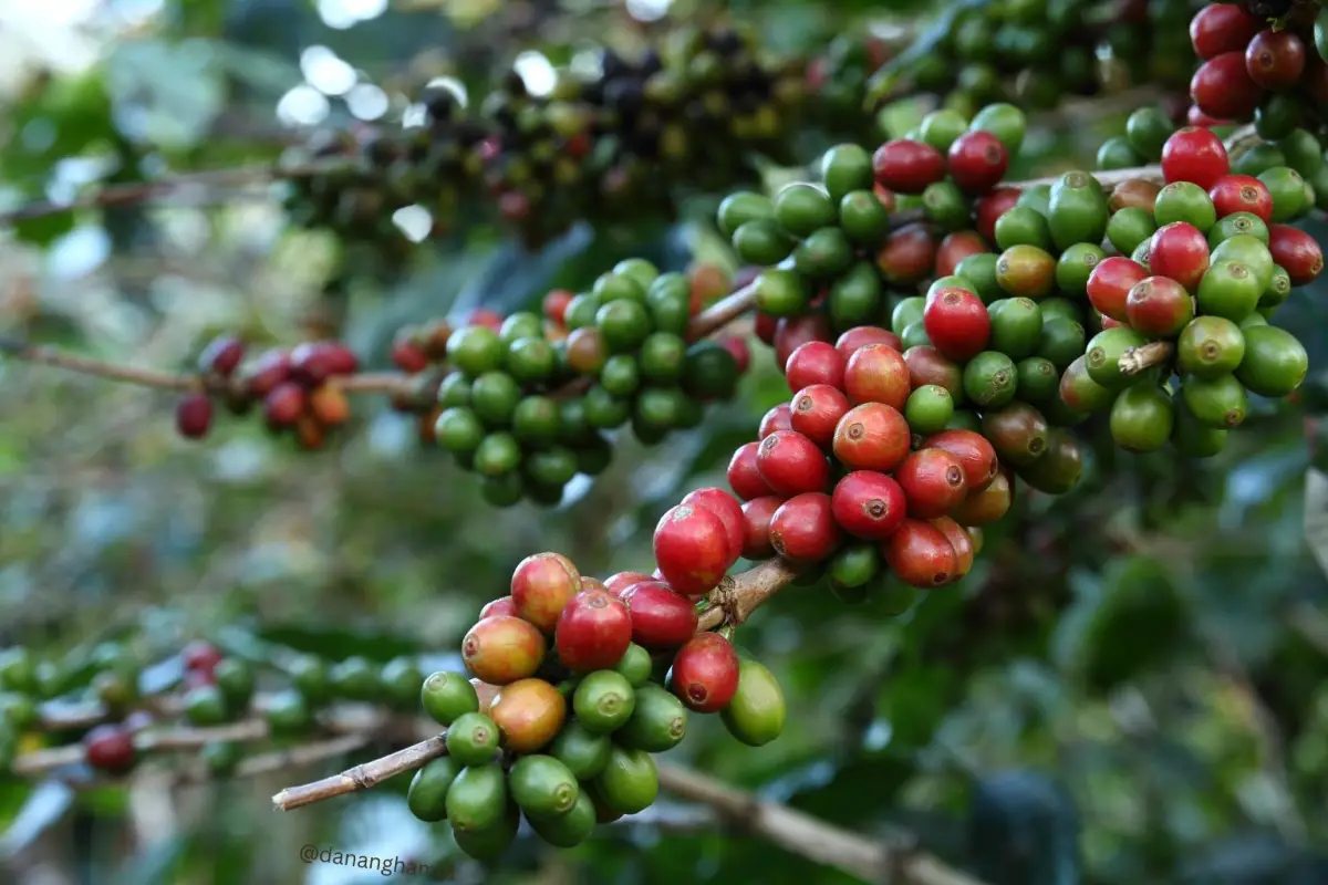 Bukti sejarah mencatat puluhan perkebunan besar Belanda pernah berdiri tegak di Sukabumi. Sayangnya, kejayaan itu meredup seiring perubahan politik dan gejolak ekonomi pasca-kemerdekaan, menyebabkan banyak kebun yang terbengkalai.